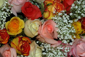bouquets, Roses, Flowers