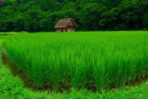 fields, Grass, Nature, Houses, Jungle, Forest, Green, Landscapes, Agriculture, Countryside, Trees