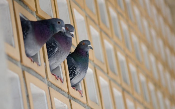 dove, Pigeon HD Wallpaper Desktop Background