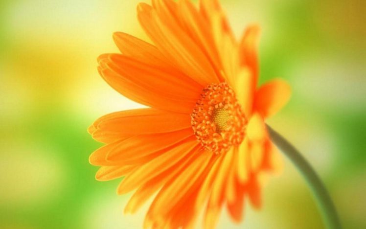 flower, Flowers, Petals, Garden, Nature, Plants, Beautiful, Delicate, Colorful, Soft, Spring, 1920×1200,  2 HD Wallpaper Desktop Background