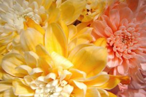 flower, Flowers, Petals, Garden, Nature, Plants, Beautiful, Delicate, Colorful, Soft, Spring, 1920×1200,  7