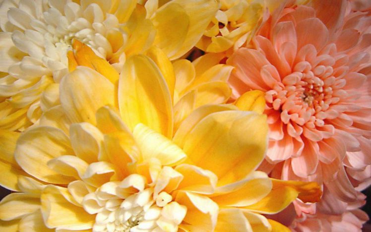 flower, Flowers, Petals, Garden, Nature, Plants, Beautiful, Delicate, Colorful, Soft, Spring, 1920×1200,  7 HD Wallpaper Desktop Background