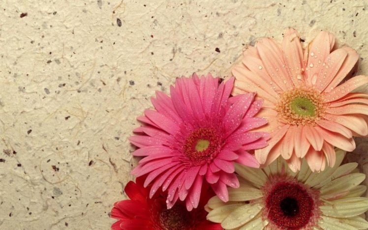 flower, Flowers, Petals, Garden, Nature, Plants, Beautiful, Delicate, Colorful, Soft, Spring, 1920×1200,  13 HD Wallpaper Desktop Background