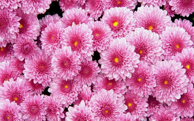 flower, Flowers, Petals, Garden, Nature, Plants, Beautiful, Delicate, Colorful, Soft, Spring, 1920×1200,  15 HD Wallpaper Desktop Background