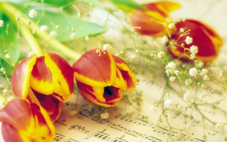 flower, Flowers, Petals, Garden, Nature, Plants, Beautiful, Delicate, Colorful, Soft, Spring, 1920×1200,  16 HD Wallpaper Desktop Background