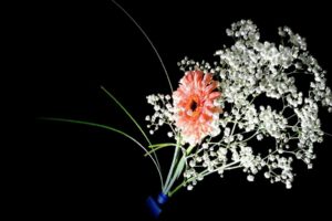 flower, Flowers, Petals, Garden, Nature, Plants, Beautiful, Delicate, Colorful, Soft, Spring, 1920×1200,  26