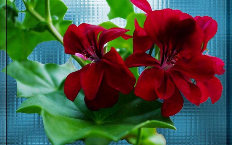 flower, Flowers, Petals, Garden, Nature, Plants, Beautiful, Delicate, Colorful, Soft, Spring, 1920×1200,  27 HD Wallpaper Desktop Background