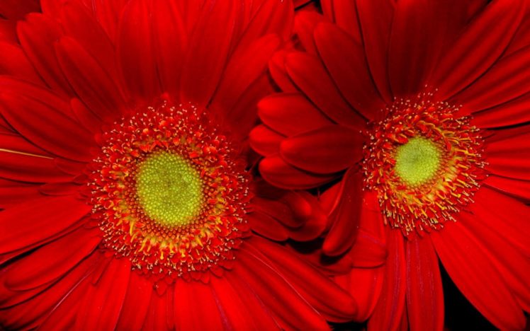 flower, Flowers, Petals, Garden, Nature, Plants, Beautiful, Delicate, Colorful, Soft, Spring, 1920×1200,  36 HD Wallpaper Desktop Background