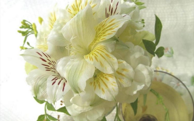 flower, Flowers, Petals, Garden, Nature, Plants, Beautiful, Delicate, Colorful, Soft, Spring, 1920×1200,  41 HD Wallpaper Desktop Background