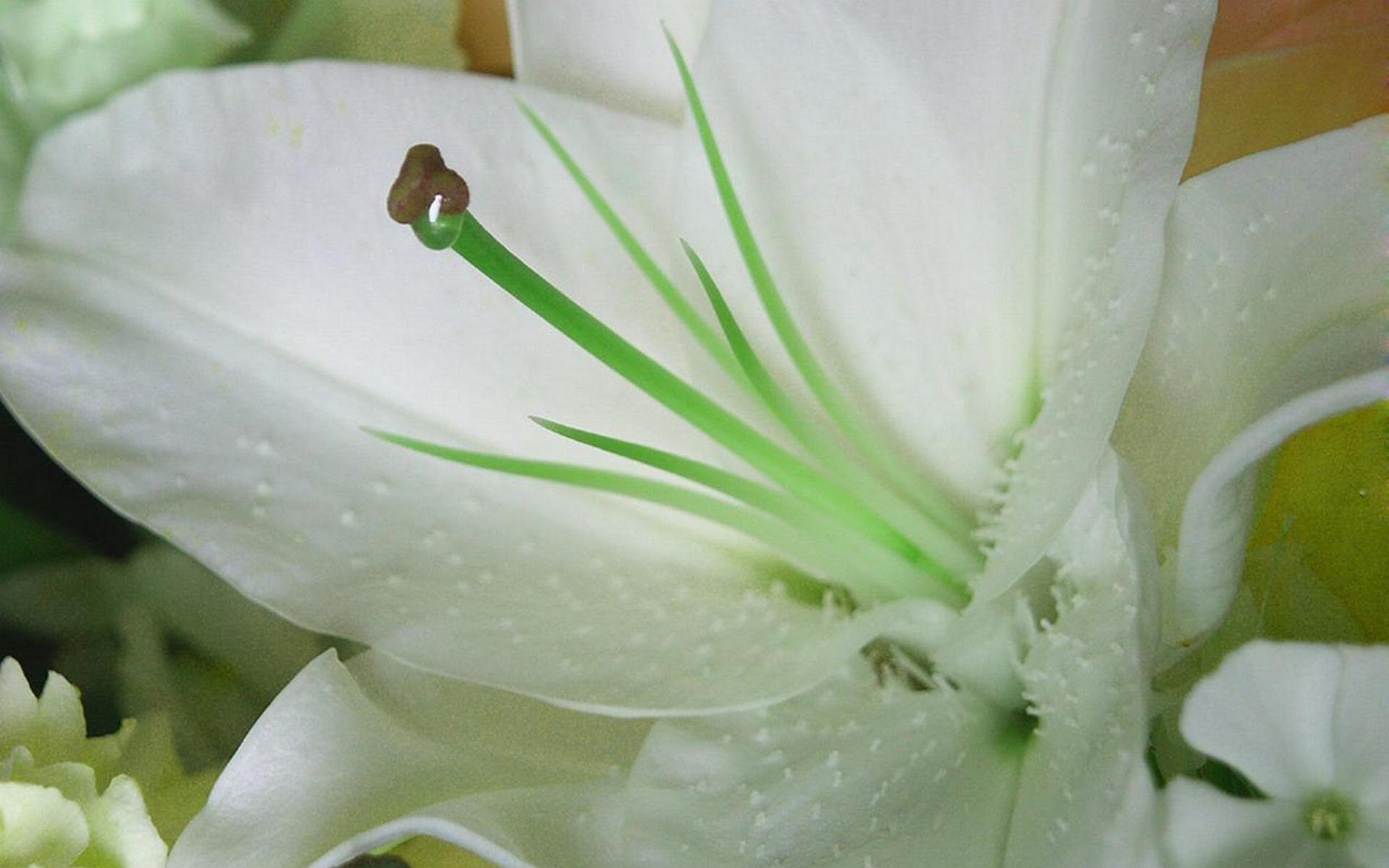 Красивые белые лилии в росе