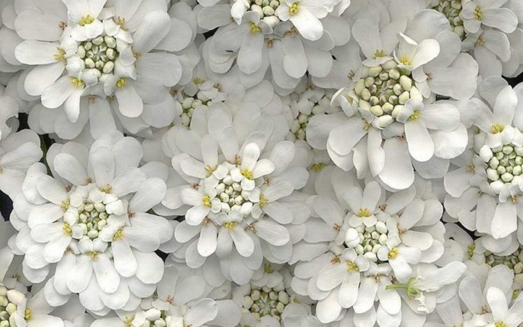 flower, Flowers, Petals, Garden, Nature, Plants, Beautiful, Delicate, Colorful, Soft, Spring, 1920×1200,  45 HD Wallpaper Desktop Background