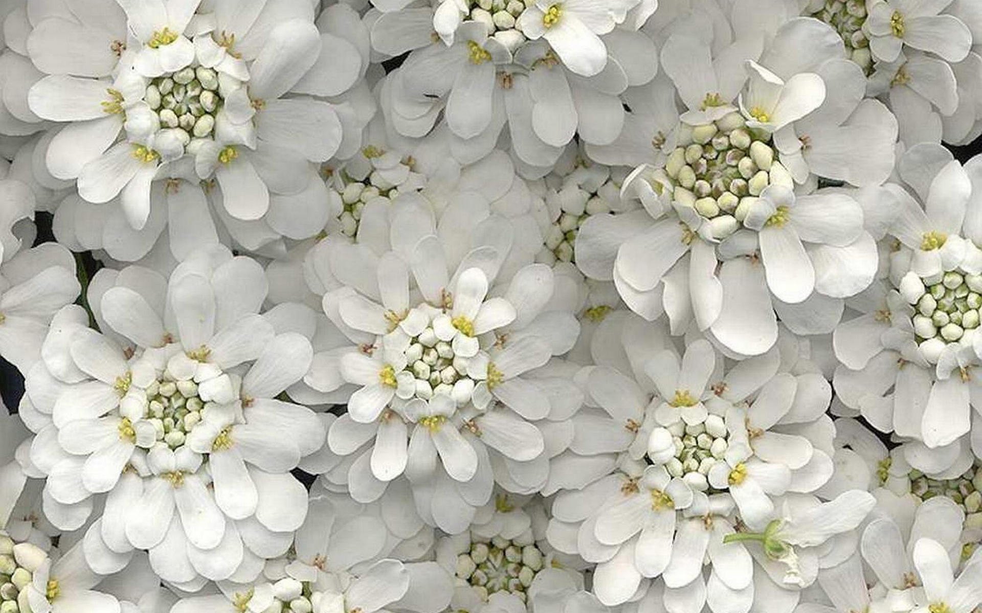 flower, Flowers, Petals, Garden, Nature, Plants, Beautiful, Delicate, Colorful, Soft, Spring, 1920x1200,  45 Wallpaper