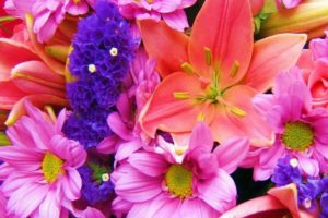 flower, Flowers, Petals, Garden, Nature, Plants, Beautiful, Delicate, Colorful, Soft, Spring, 1920x1200,  55