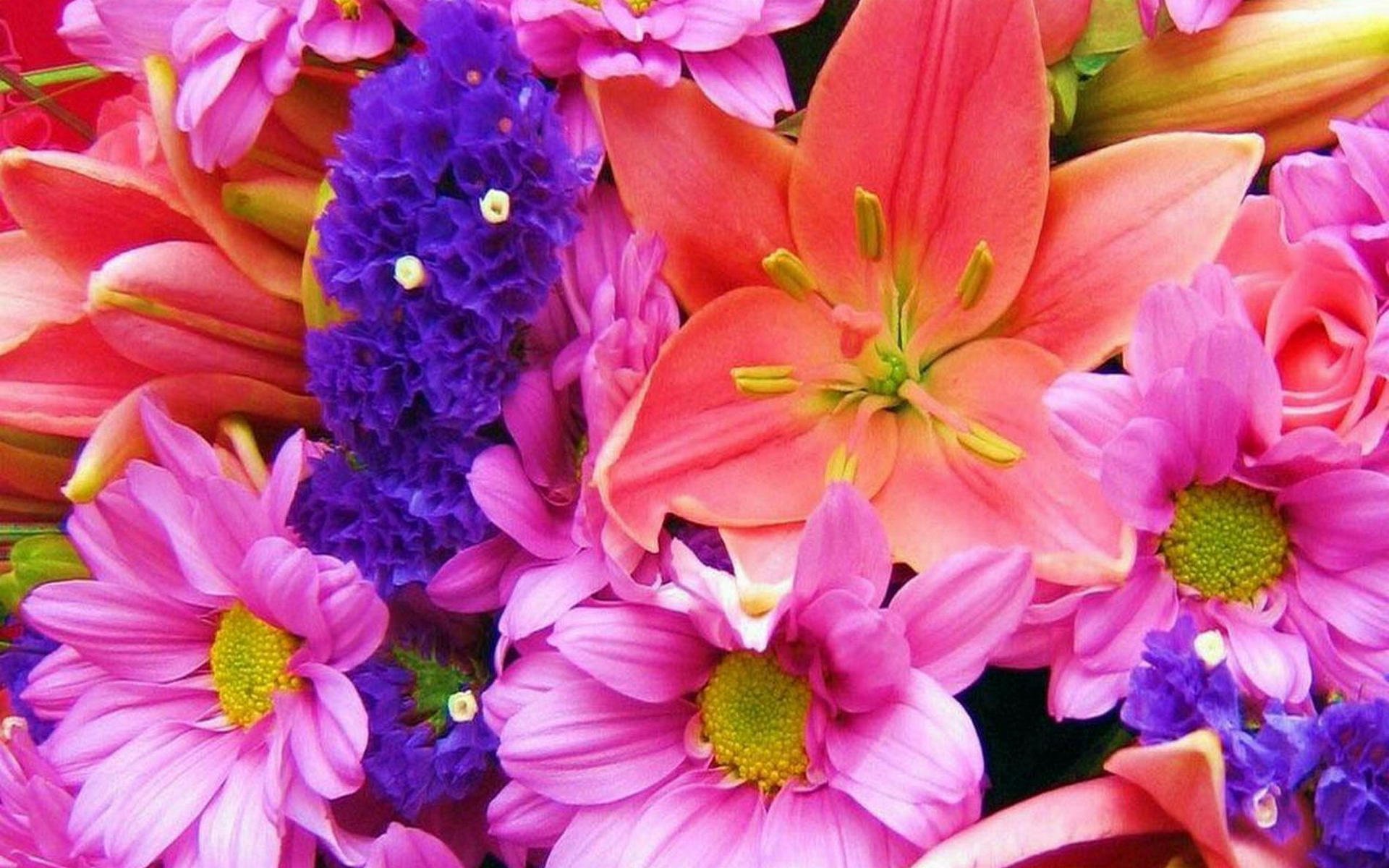 flower, Flowers, Petals, Garden, Nature, Plants, Beautiful, Delicate, Colorful, Soft, Spring, 1920x1200,  55 Wallpaper