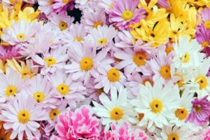 flower, Flowers, Petals, Garden, Nature, Plants, Beautiful, Delicate, Colorful, Soft, Spring, 1920×1200,  62