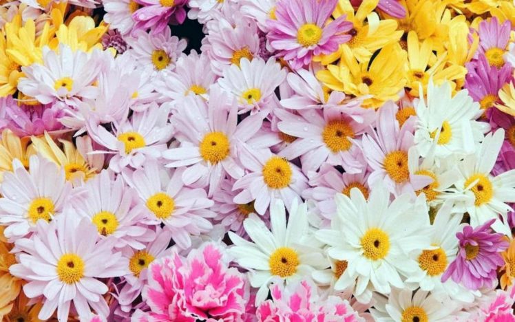 flower, Flowers, Petals, Garden, Nature, Plants, Beautiful, Delicate, Colorful, Soft, Spring, 1920×1200,  62 HD Wallpaper Desktop Background