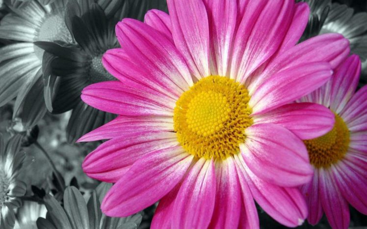 flower, Flowers, Petals, Garden, Nature, Plants, Beautiful, Delicate, Colorful, Soft, Spring, 1920×1200,  63 HD Wallpaper Desktop Background
