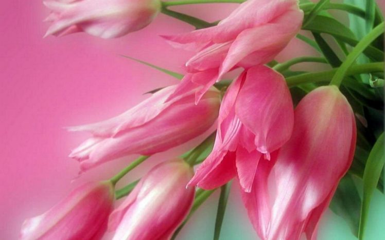 flower, Flowers, Petals, Garden, Nature, Plants, Beautiful, Delicate, Colorful, Soft, Spring, 1920×1200,  67 HD Wallpaper Desktop Background