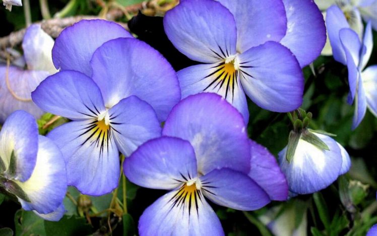 flower, Flowers, Petals, Garden, Nature, Plants, Beautiful, Delicate, Colorful, Soft, Spring, 1920×1200,  69 HD Wallpaper Desktop Background
