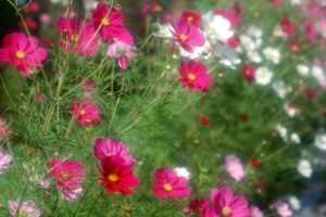 flower, Flowers, Petals, Garden, Nature, Plants, Beautiful, Delicate, Colorful, Soft, Spring, 1920x1200,  75