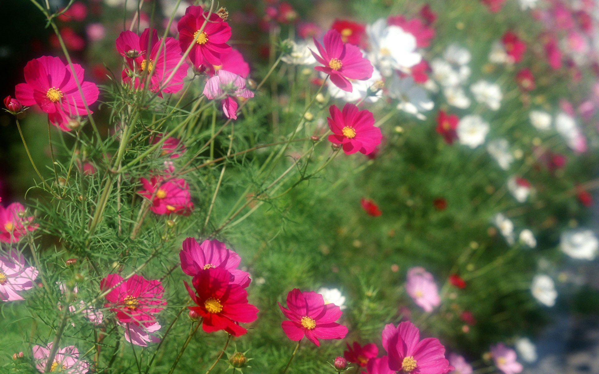 flower, Flowers, Petals, Garden, Nature, Plants, Beautiful, Delicate, Colorful, Soft, Spring, 1920x1200,  75 Wallpaper