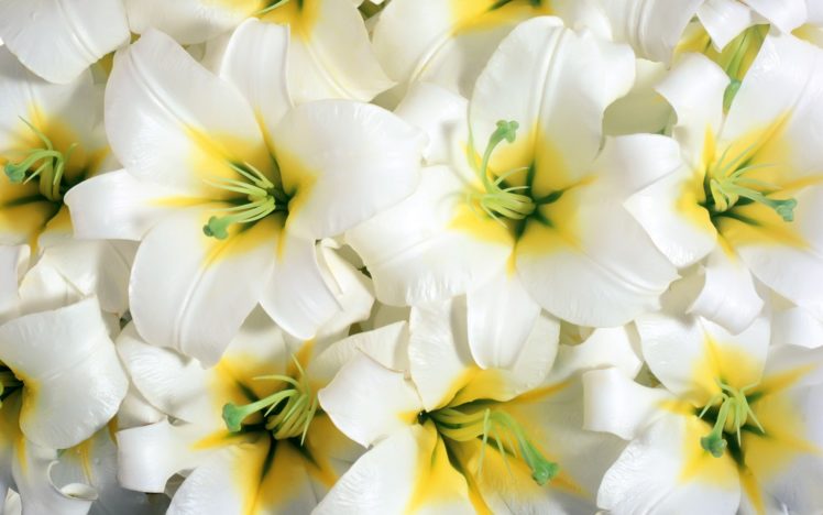 flower, Flowers, Petals, Garden, Nature, Plants, Beautiful, Delicate, Colorful, Soft, Spring, 1920×1200,  81 HD Wallpaper Desktop Background
