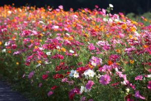 flower, Flowers, Petals, Garden, Nature, Plants, Beautiful, Delicate, Colorful, Soft, Spring, 1920×1200,  80