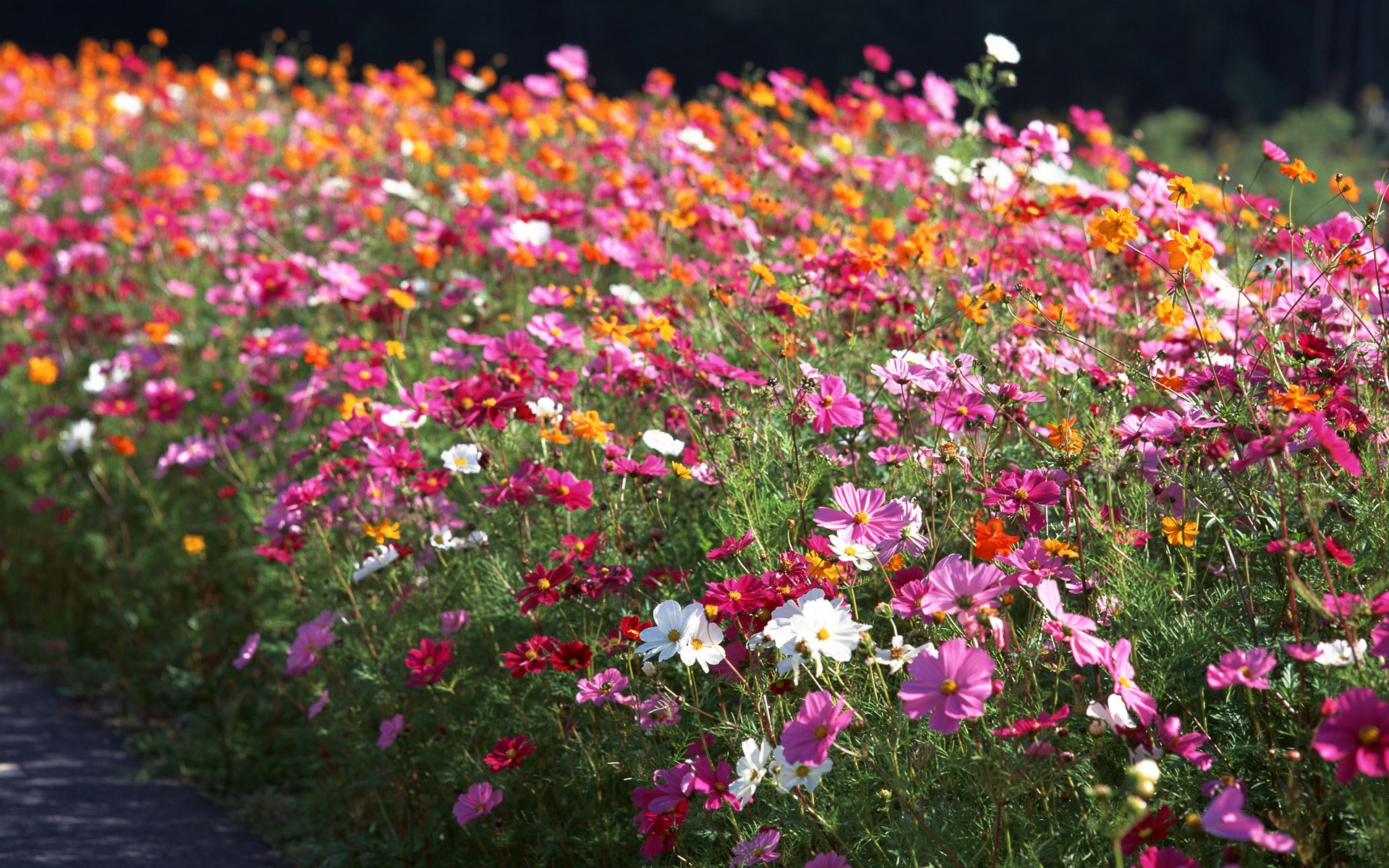 flower, Flowers, Petals, Garden, Nature, Plants, Beautiful, Delicate, Colorful, Soft, Spring, 1920x1200,  80 Wallpaper