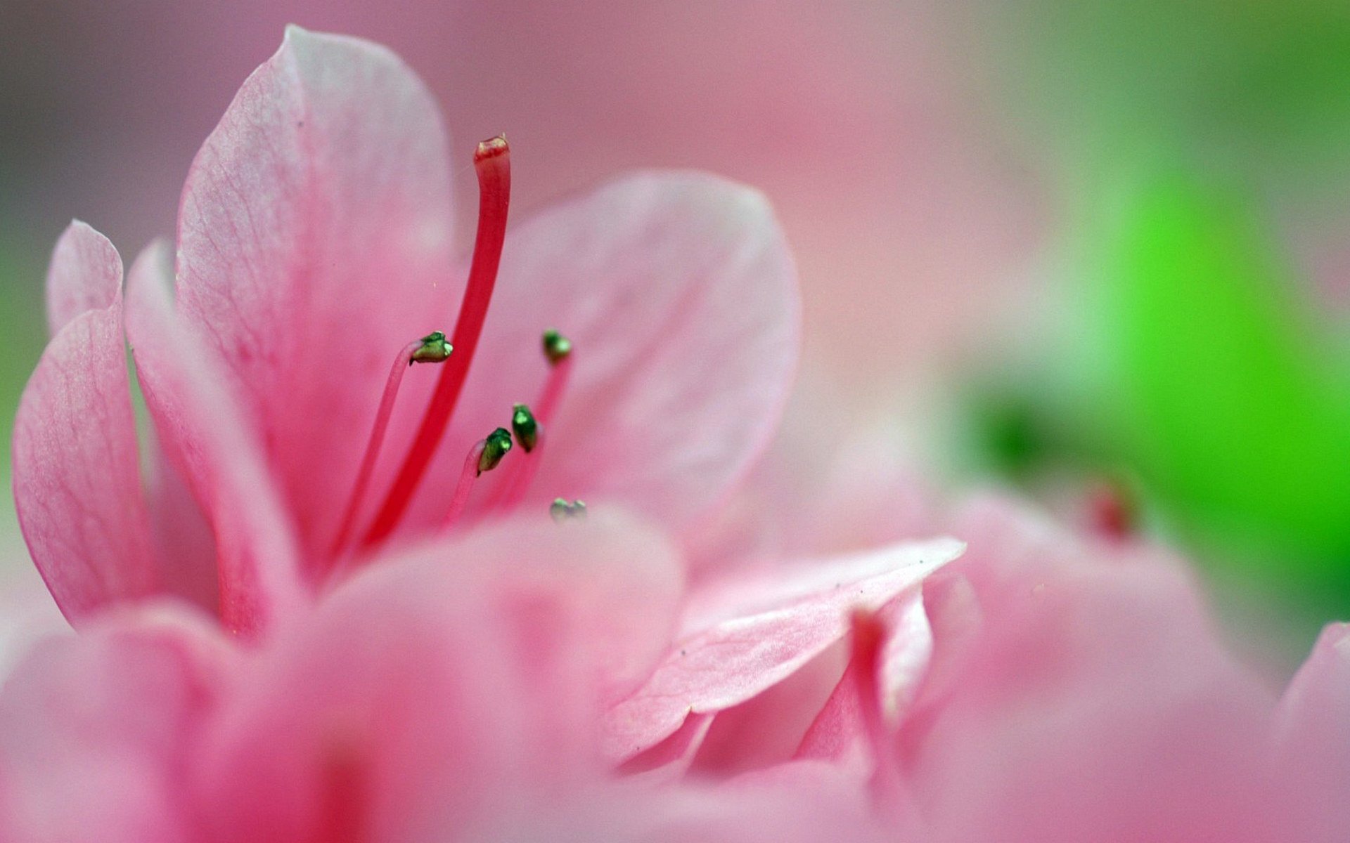 flower, Flowers, Petals, Garden, Nature, Plants, Beautiful, Delicate