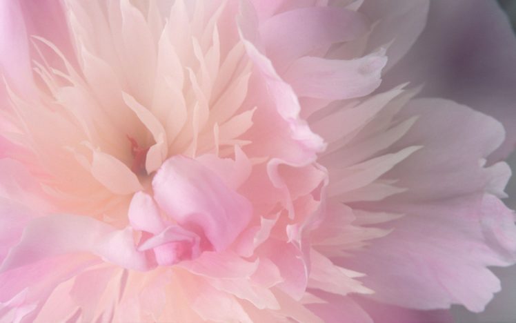 flower, Flowers, Petals, Garden, Nature, Plants, Beautiful, Delicate, Colorful, Soft, Spring, 1920×1200,  159 HD Wallpaper Desktop Background