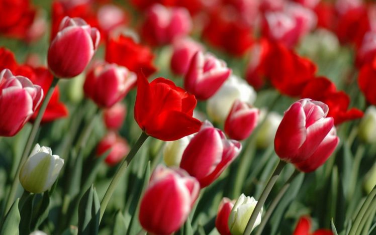 flower, Flowers, Petals, Garden, Nature, Plants, Beautiful, Delicate, Colorful, Soft, Spring, 1920×1200,  178 HD Wallpaper Desktop Background