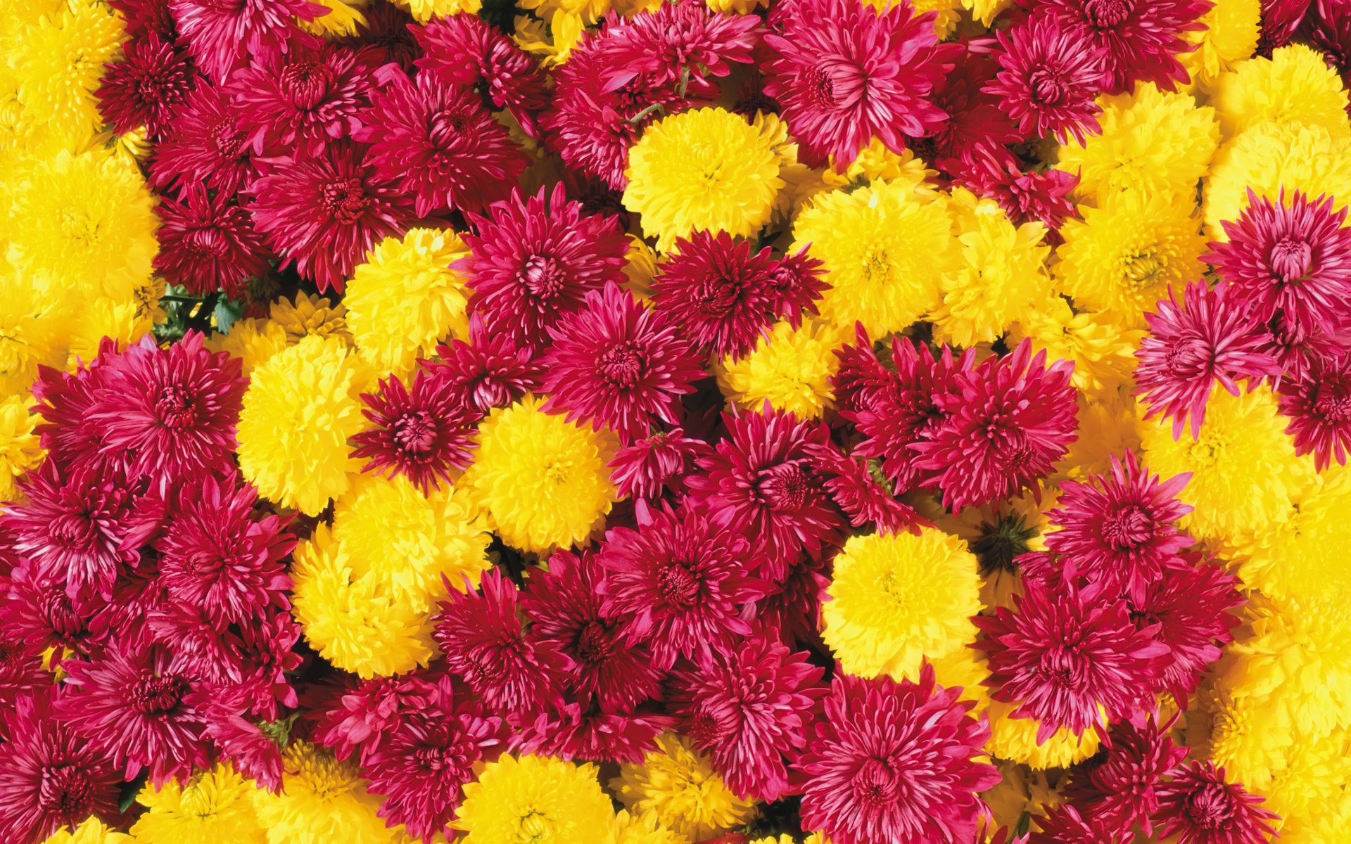 flower, Flowers, Petals, Garden, Nature, Plants, Beautiful, Delicate, Colorful, Soft, Spring, 1920x1200,  174 Wallpaper