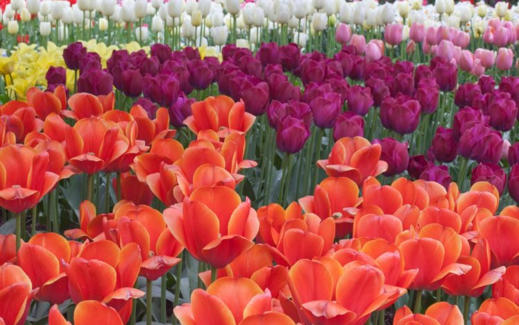 flower, Flowers, Petals, Garden, Nature, Plants, Beautiful, Delicate, Colorful, Soft, Spring, 1920×1200,  186 HD Wallpaper Desktop Background