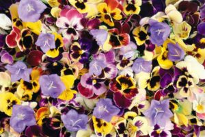 flower, Flowers, Petals, Garden, Nature, Plants, Beautiful, Delicate, Colorful, Soft, Spring, 1920×1200,  193