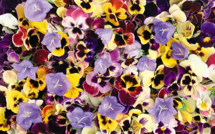 flower, Flowers, Petals, Garden, Nature, Plants, Beautiful, Delicate, Colorful, Soft, Spring, 1920×1200,  193 HD Wallpaper Desktop Background