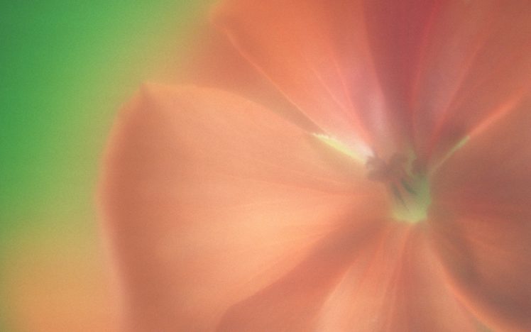 flower, Flowers, Petals, Garden, Nature, Plants, Beautiful, Delicate, Colorful, Soft, Spring, 1920×1200,  195 HD Wallpaper Desktop Background