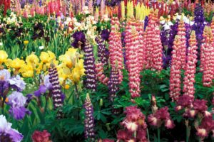 flower, Flowers, Petals, Garden, Nature, Plants, Beautiful, Delicate, Colorful, Soft, Spring, 1920×1200,  196