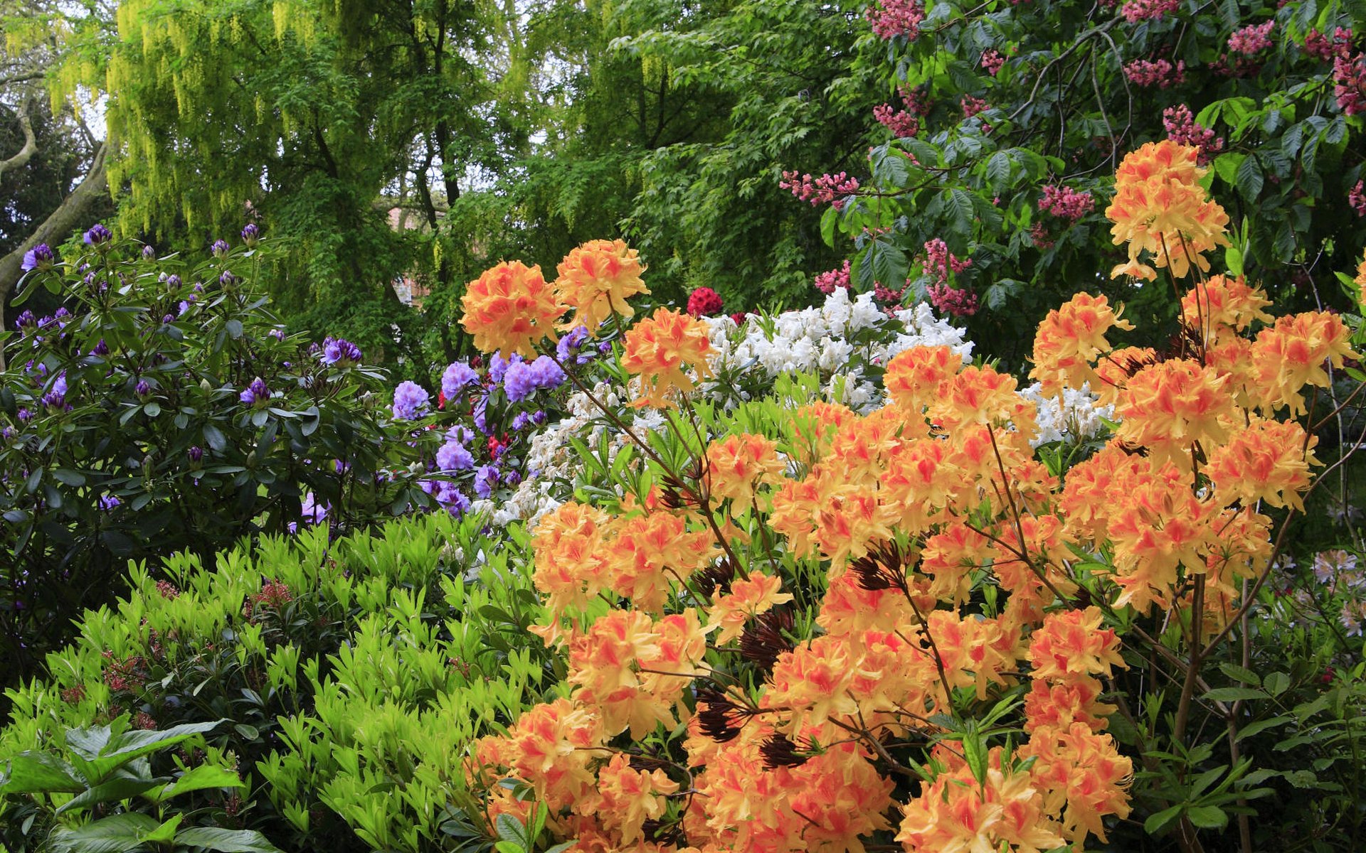 flower, Flowers, Petals, Garden, Nature, Plants, Beautiful, Delicate, Colorful, Soft, Spring, 1920x1200,  192 Wallpaper