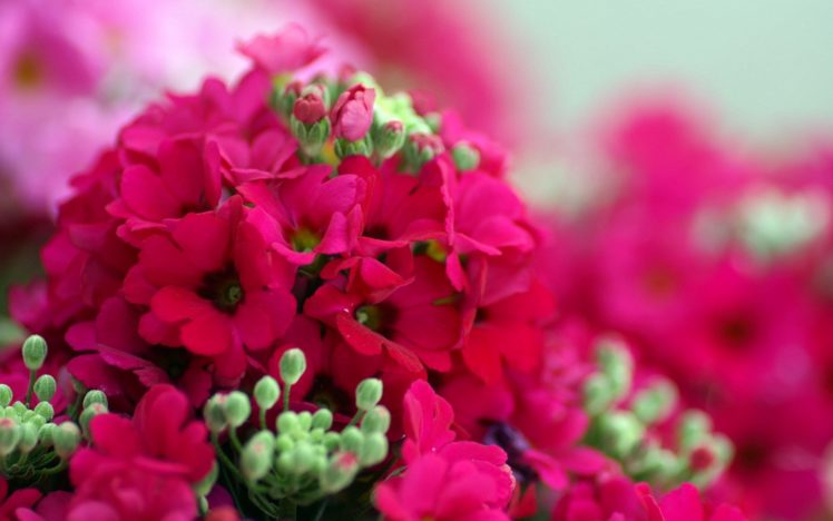 flower, Flowers, Petals, Garden, Nature, Plants, Beautiful, Delicate, Colorful, Soft, Spring, 1920×1200,  199 HD Wallpaper Desktop Background