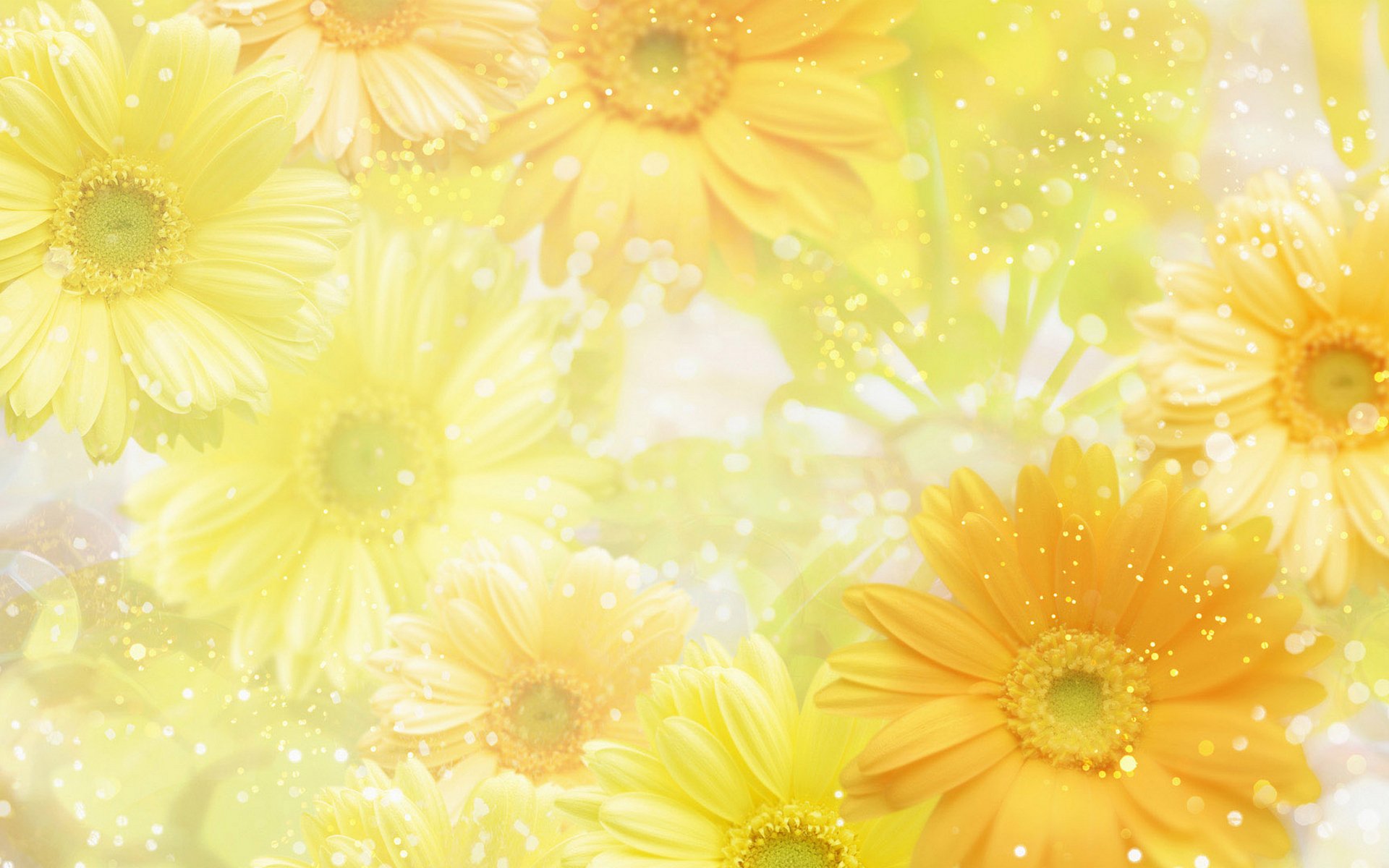 flower, Flowers, Petals, Garden, Nature, Plants, Beautiful, Delicate, Colorful, Soft, Spring, 1920x1200,  198 Wallpaper