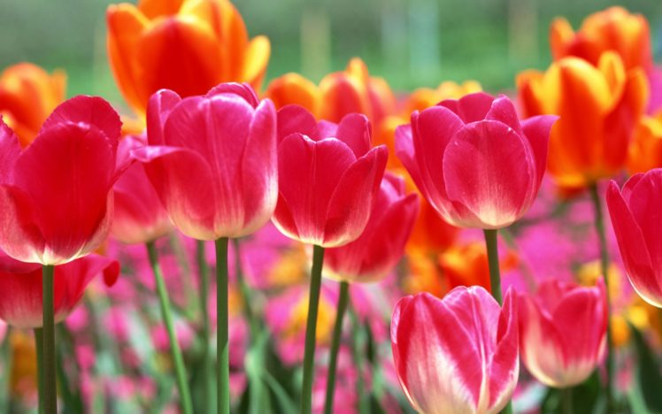 flower, Flowers, Petals, Garden, Nature, Plants, Beautiful, Delicate, Colorful, Soft, Spring, 1920×1200,  202 HD Wallpaper Desktop Background