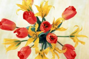 flower, Flowers, Petals, Garden, Nature, Plants, Beautiful, Delicate, Colorful, Soft, Spring, 1920×1200,  209