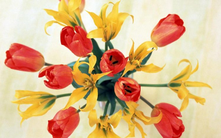 flower, Flowers, Petals, Garden, Nature, Plants, Beautiful, Delicate, Colorful, Soft, Spring, 1920×1200,  209 HD Wallpaper Desktop Background