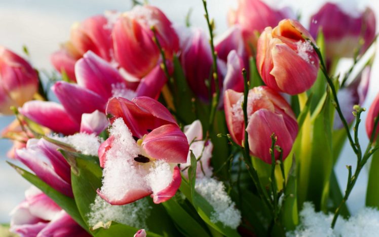 flower, Flowers, Petals, Garden, Nature, Plants, Beautiful, Delicate, Colorful, Soft, Spring, 1920×1200,  208 HD Wallpaper Desktop Background