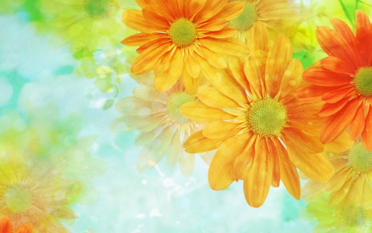 flower, Flowers, Petals, Garden, Nature, Plants, Beautiful, Delicate, Colorful, Soft, Spring, 1920×1200,  214 HD Wallpaper Desktop Background