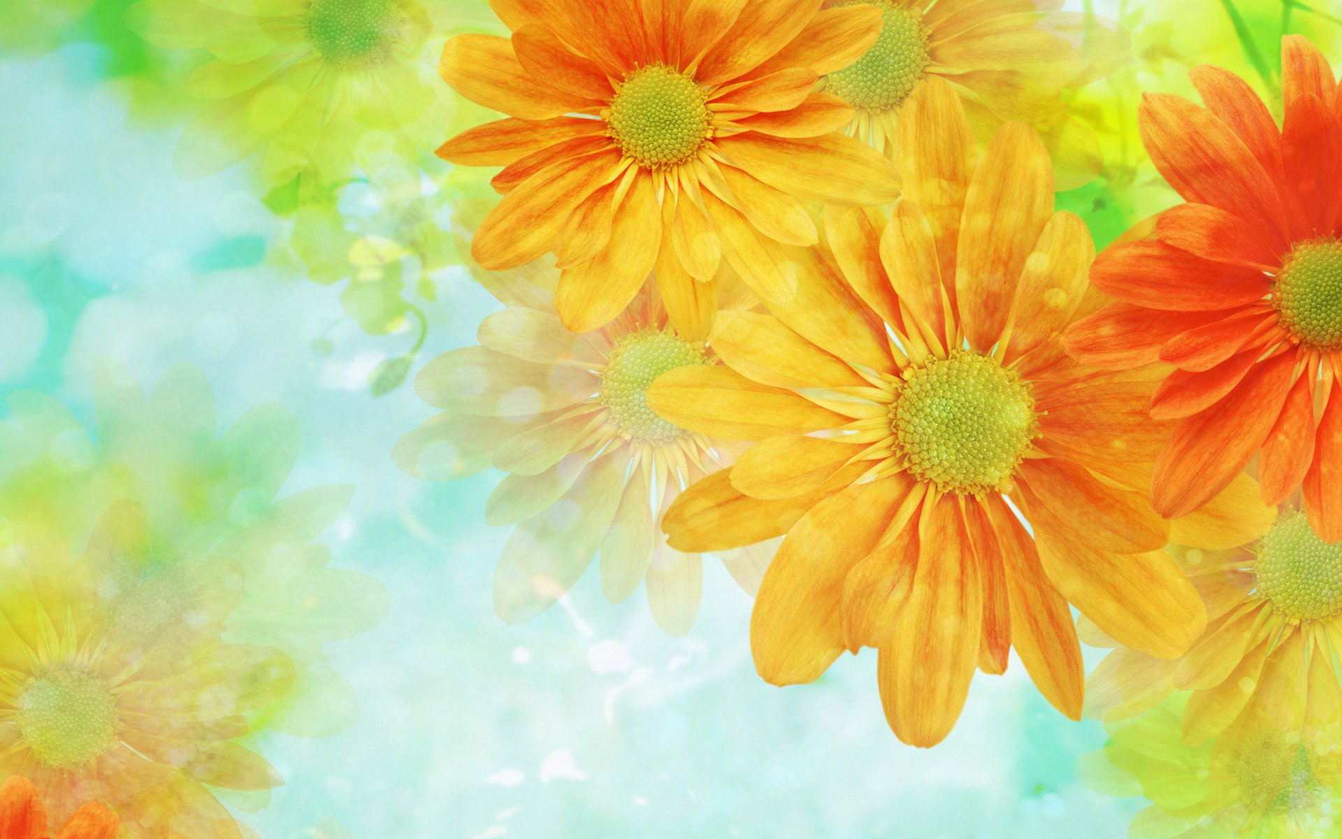 flower, Flowers, Petals, Garden, Nature, Plants, Beautiful, Delicate, Colorful, Soft, Spring, 1920x1200,  214 Wallpaper