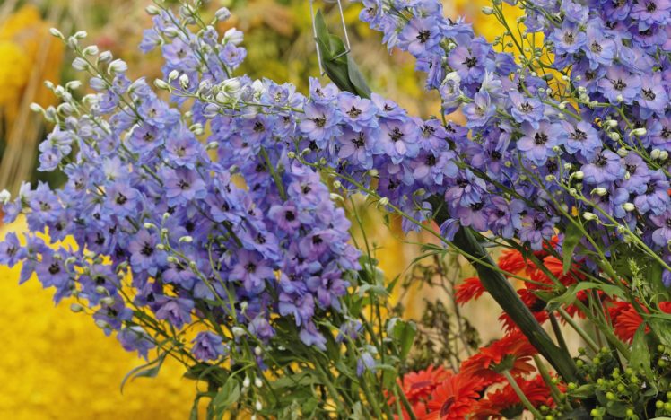 flower, Flowers, Petals, Garden, Nature, Plants, Beautiful, Delicate, Colorful, Soft, Spring, 1920×1200,  215 HD Wallpaper Desktop Background