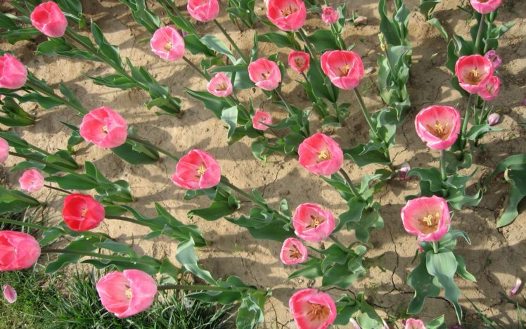 flower, Flowers, Petals, Garden, Nature, Plants, Beautiful, Delicate, Colorful, Soft, Spring, 1920×1200,  216 HD Wallpaper Desktop Background