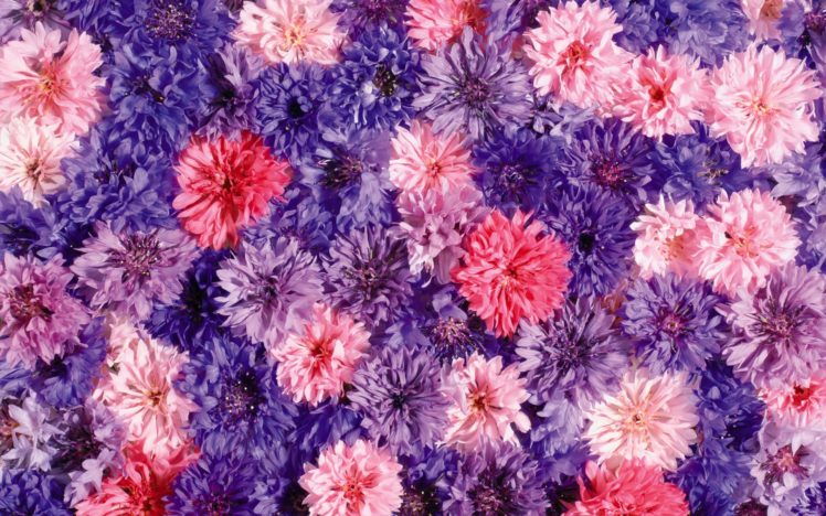 flower, Flowers, Petals, Garden, Nature, Plants, Beautiful, Delicate, Colorful, Soft, Spring, 1920×1200,  221 HD Wallpaper Desktop Background