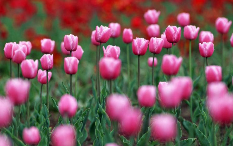 flower, Flowers, Petals, Garden, Nature, Plants, Beautiful, Delicate, Colorful, Soft, Spring, 1920×1200,  228 HD Wallpaper Desktop Background